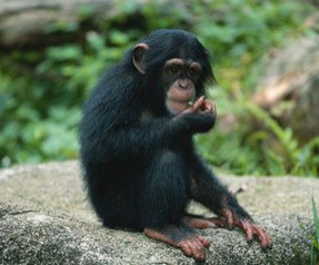 Maymunlar da beyin jimnastiği yapıyor!