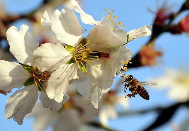 Mevsimin ilk bademi toplanıyor