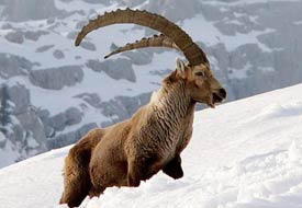 Israrcı kocaya 'azgın teke' indirimi