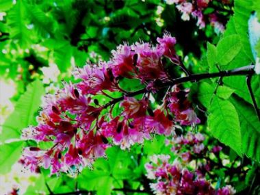 Kestane çiçeğinde saklı şifa