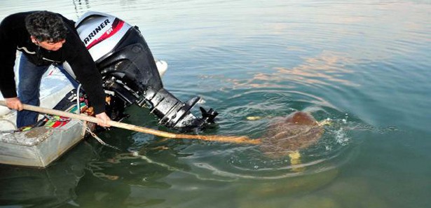 Caretta Caretta, Mobese sayesinde kurtarıldı