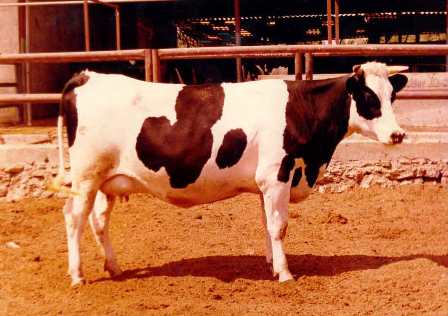 İnekleri değil etlerini çaldılar