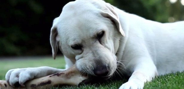 Kayıp Köpeğini Gazeteye Verdiği İlanla Arıyor