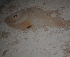 Dünyanın en eski canlısına ait fosil bulundu