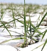 Kar yağışı çiftçilerin yüzünü güldürdü