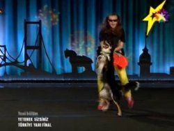 Gangnam dansı yapan köpek Cash TIKLA İZLE