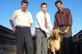 Karapınar'da koç dağıtıldı