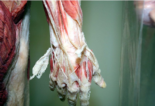 17 yıl sonra kadavralı eğitim