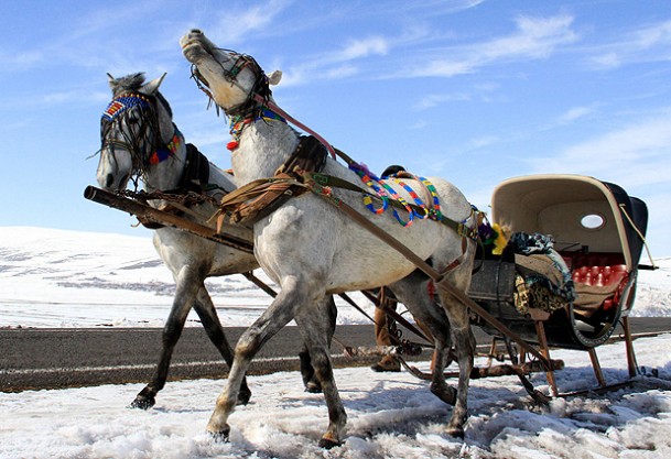 Atlarını gelin gibi süslüyorlar