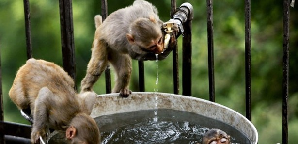 Her yıl 3 bin maymun çalınıyor