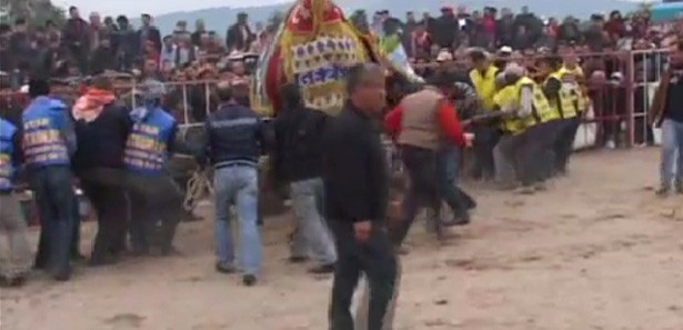 Pehlivan develer bir türlü ayrılmadı