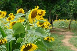 Konya Avrupa'ya tohumluk ayçiçeği gönderiyor