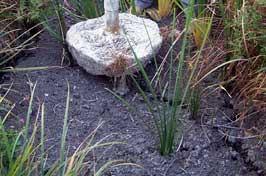 Çamur Ilıcası kuraklığa yenildi