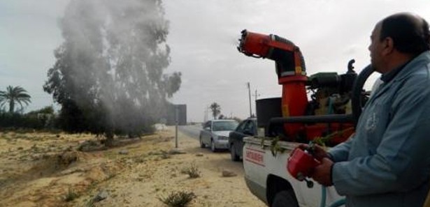 İsrail'i milyonlarca çekirge istila etti