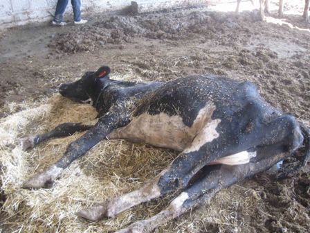 Sarayönü'nde şarbon alarmı