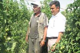 Sırık domates yüz güldürdü