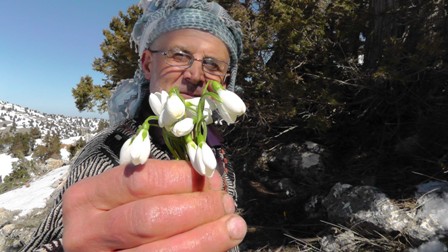 Baharın müjdecisi kardelenler karları delip gün yüzüne çıktı