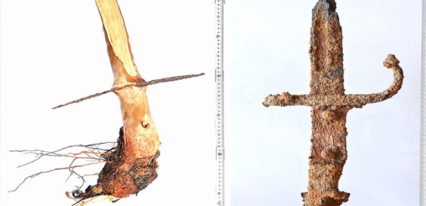 98 yıl, ağacın gövdesinde kalan savaş hatırası