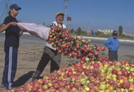 Kuraklık elmayı da vurdu