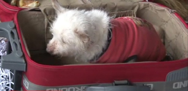 Kör köpeği valize koyup terkettiler