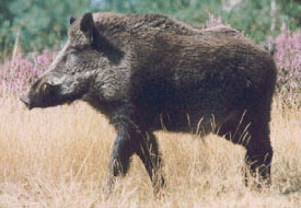 Köylünün yaban domuzu isyanı