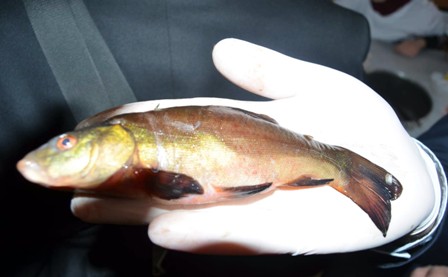 Beyşehir Gölü’nün yağ balığı araştırılıyor