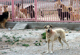 Köpekleri kısırlaştıracak cihaz yok