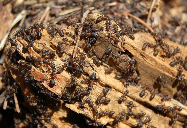 Karıncalar dertlerini anlatabiliyor