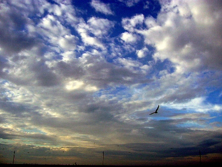 Ereğli'de şiddetli lodos