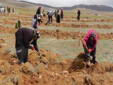 Beyşehir'de ağaçlandırma seferberliği