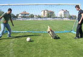 Futbol oynayan köpek şaşırtıyor