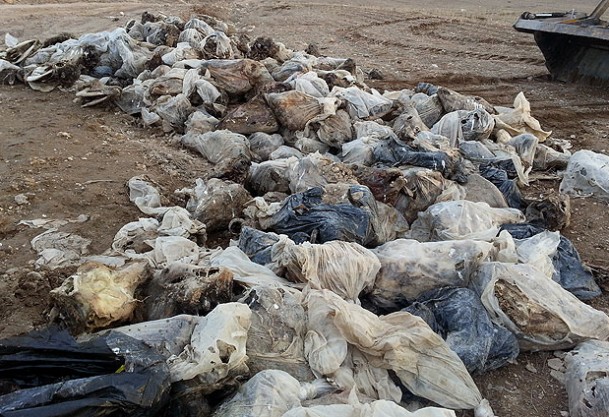 Van'da çok sayıda hayvan kafası bulundu
