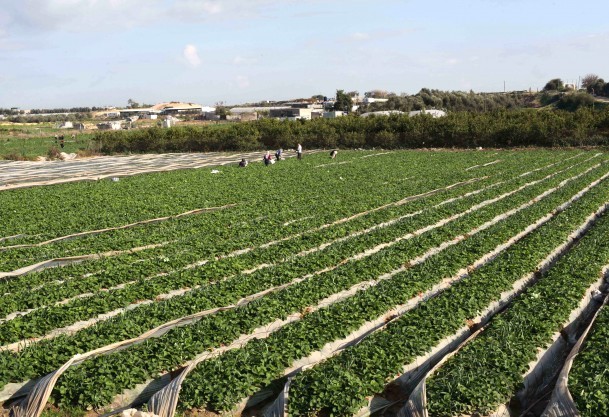 Çiftçiye kredi müjdesi
