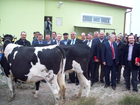 Karapınar'da gebe düve dağıtımı yapıldı