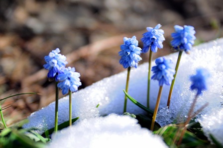 Toroslar’da “mor sümbül” güzelliği
