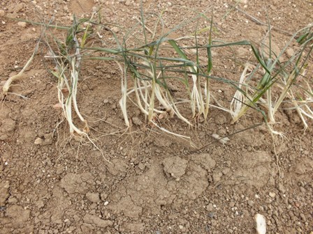 Sarayönü’nde rüzgar 50 bin dekar araziyi olumsuz etkiledi