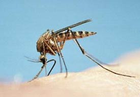 Sineklere karşı yeni yöntem