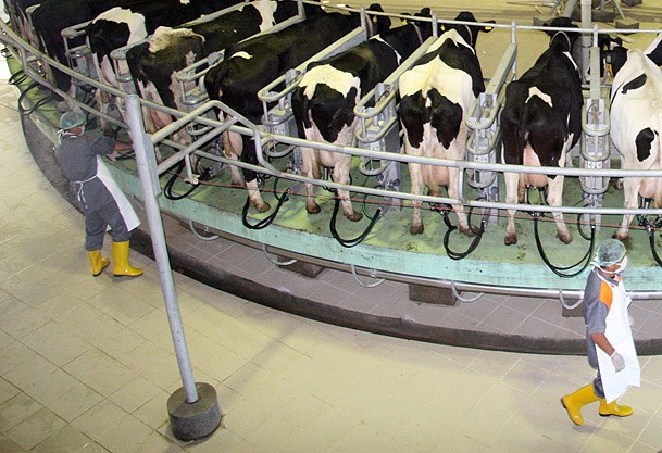 Süt üreticilerinden Rekabet Kurulu'na şikayet