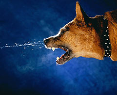 Diyarbakır'da kuduz karantinası