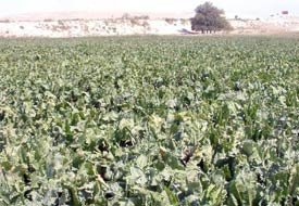 Pancar çiftçisi zor durumda