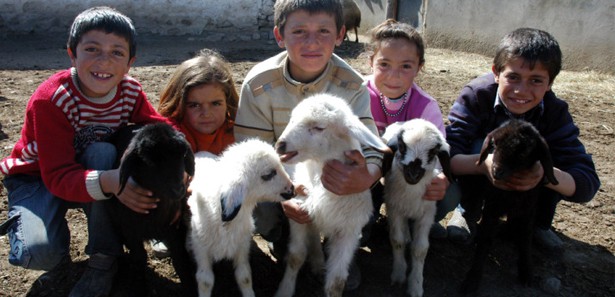 Erzurum'da koyun beşiz doğurdu