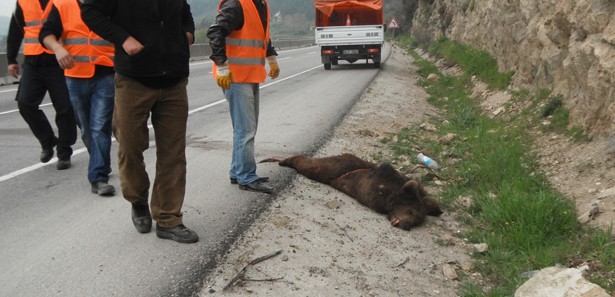 Aracın çarptığı ayı telef oldu