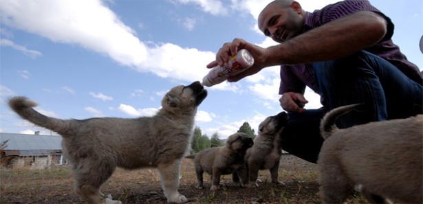 Kangal'ın coğrafi işaret tescili için yeni başvuru hazırlığı