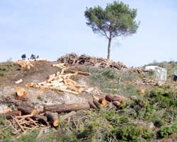 Başbakan'a: Durdur bu günahı