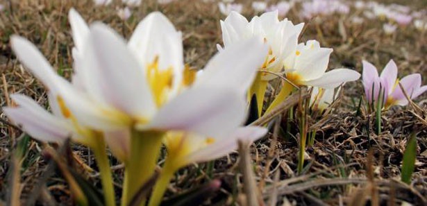 Erzurumda çiğdemler baharı müjdeledi