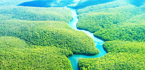 Amazon ormanları Çinliler'e satılıyor!