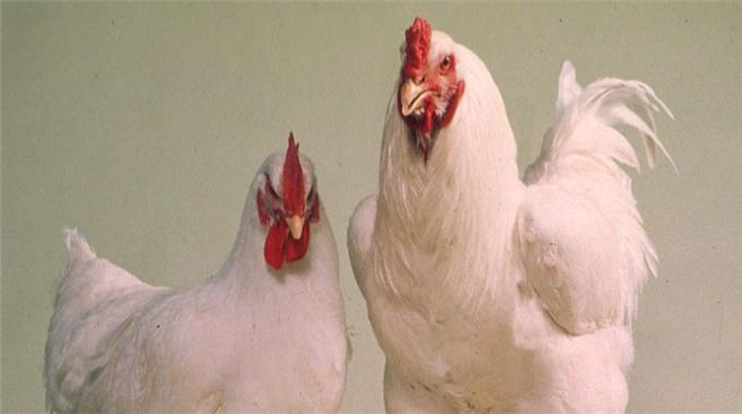 Kuş gribi hortladı mı?