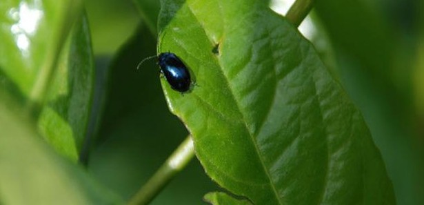 Rize'de yeni bir böcek türüne rastlandı