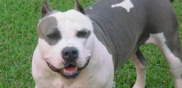 Polislerin üzerine Pitbulları saldı!