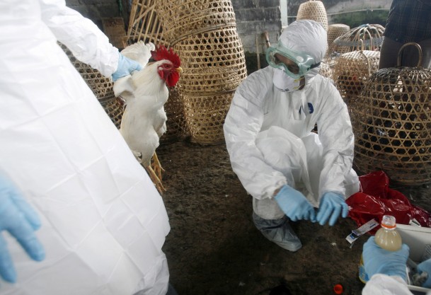 Kuş gribinin kaynağı bulundu